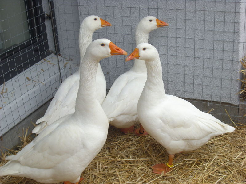 Die Diepholzer Gans